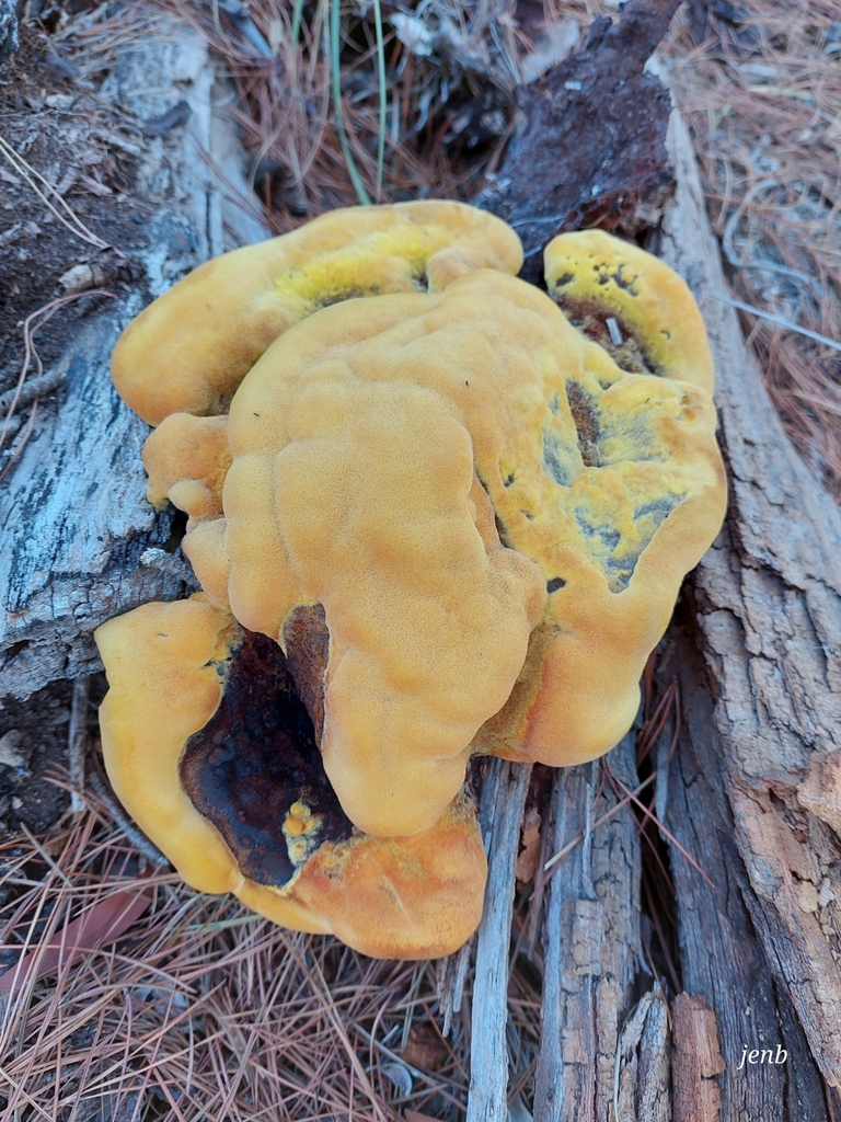 Phaeolus schweinitzii · April 2025 · photo: © jenboyd (iNaturalist, cc0)