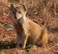 Cynictis penicillata penicillata