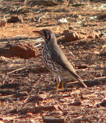Cynictis penicillata penicillata