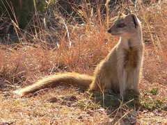 Cynictis penicillata penicillata