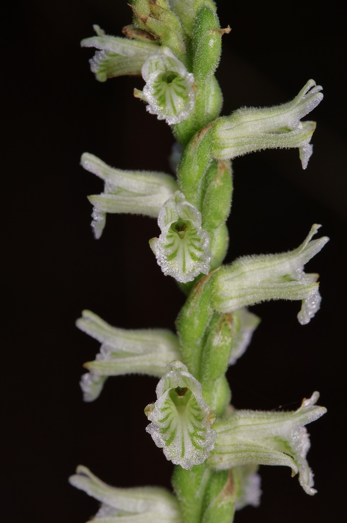 woodland ladies'-tresses