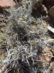 Dasyochloa pulchella