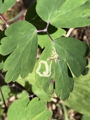 Phytomyza minuscula group