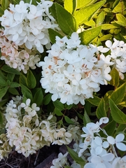 Hydrangea macrophylla