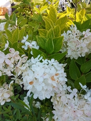 Hydrangea macrophylla