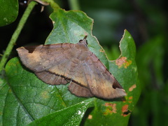 Mecodina subcostalis
