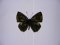 Triclema staudingeri