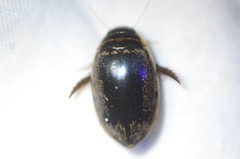 Thermonectus basillaris