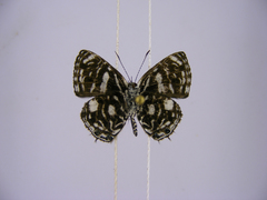 Triclema staudingeri