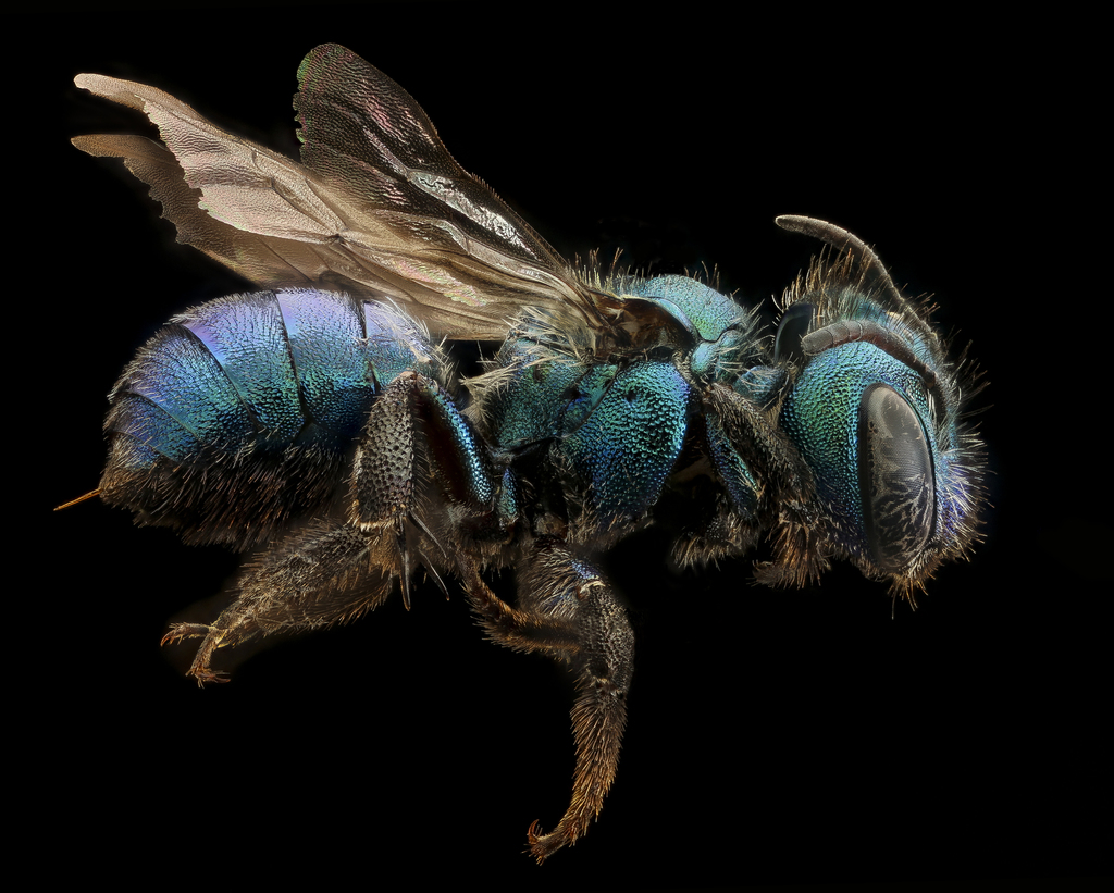 Osmia calla