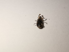 Heterocerus fenestratus