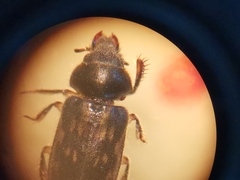 Heterocerus fenestratus