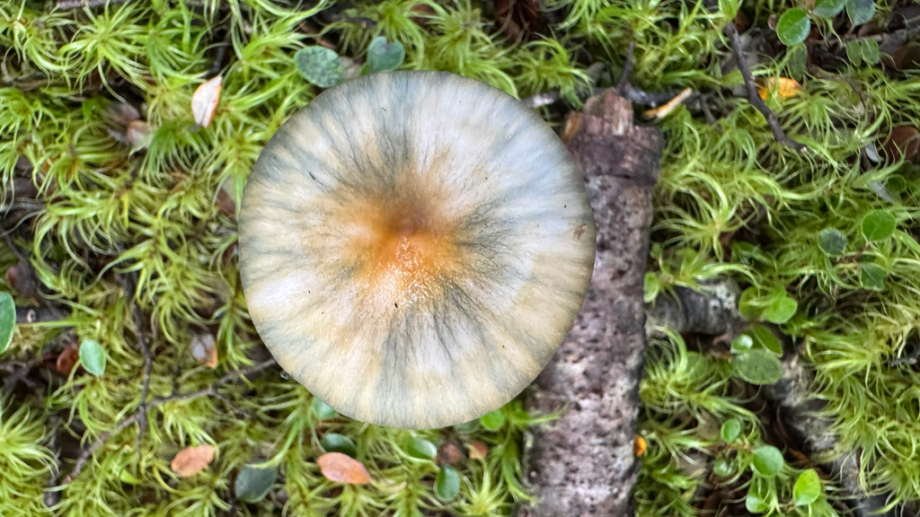 Cortinarius aerugineoconicus · April 2025 · photo: © frankashwood (iNaturalist, cc-by)