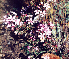 Acmadenia tetragona