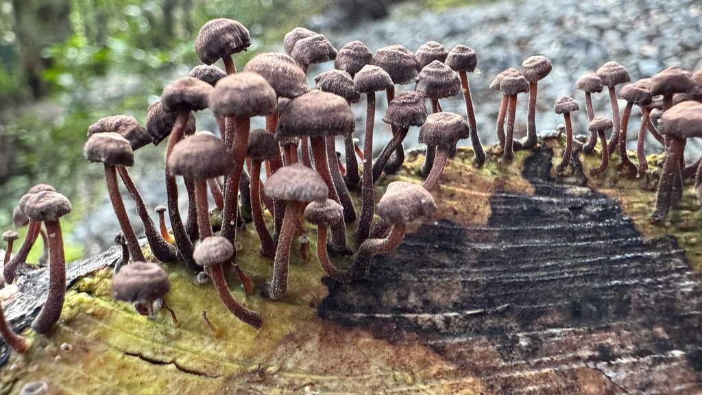Gymnopus ceraceicola · April 2025 · photo: © frankashwood (iNaturalist, cc-by)