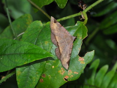 Mecodina subcostalis