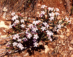 Acmadenia tetragona