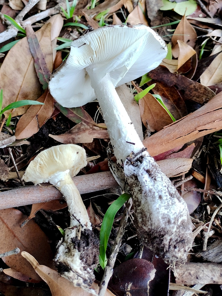Amanita marmorata · April 2025 · photo: © bagels_nz (iNaturalist, cc0)