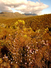 Acmadenia tetragona