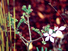 Acmadenia tetragona