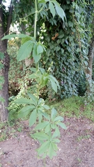 Magnoliopsida