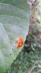 Eterusia aedea formosana