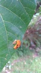 Eterusia aedea formosana