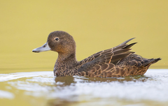 Brown Teal photo 2