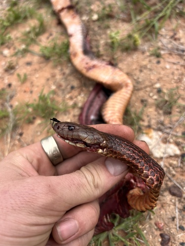 Mulga Snake sighting