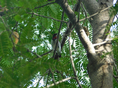 Black-fronted Flowerpecker (Dicaeum igniferum), photo 10
