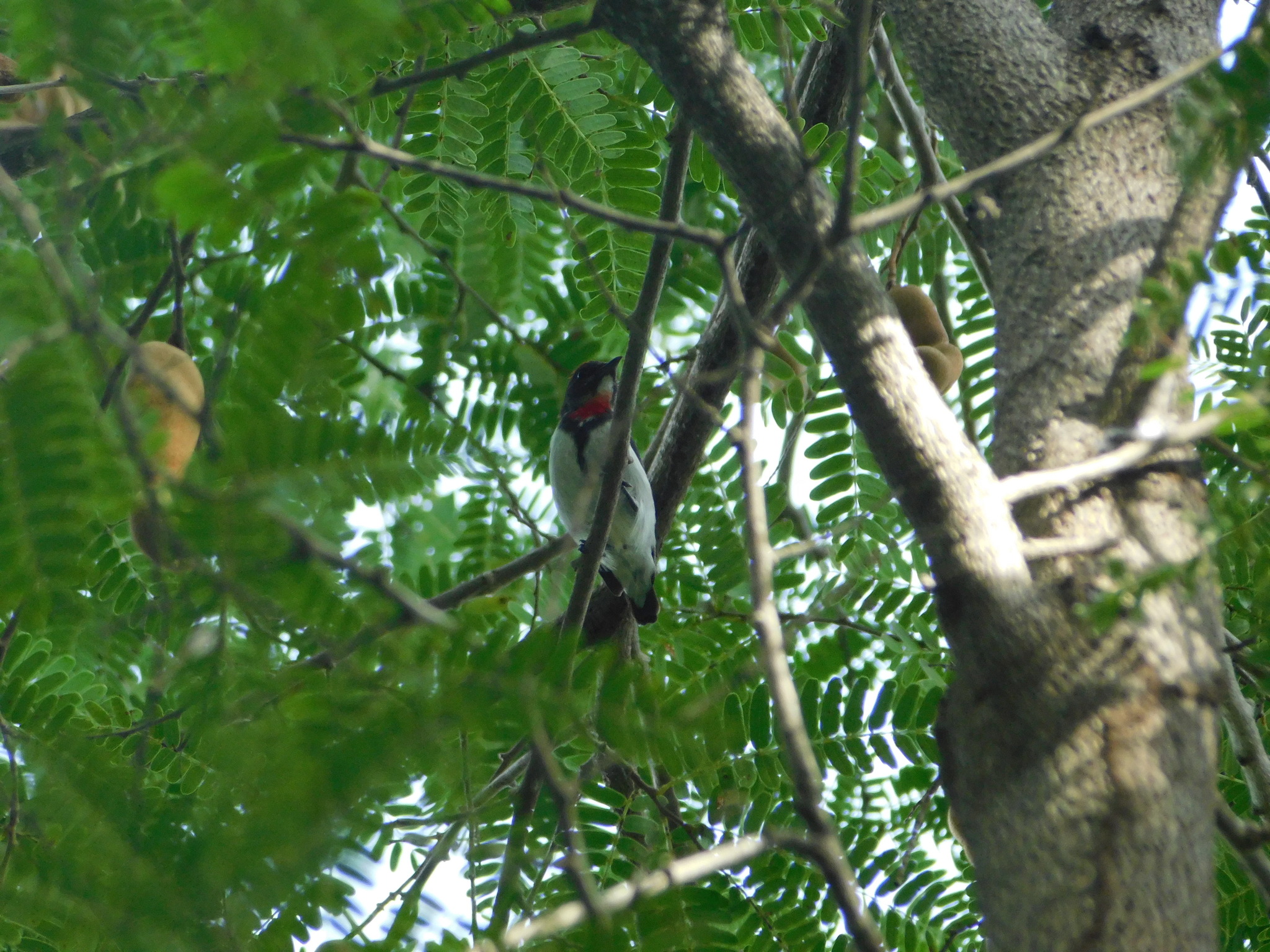 Black-fronted Flowerpecker (Dicaeum igniferum), photo 5