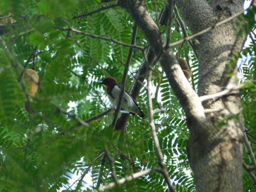 Black-fronted Flowerpecker (Dicaeum igniferum), photo 4