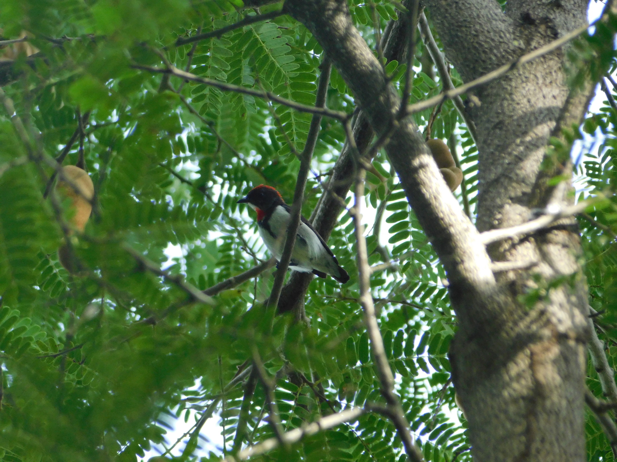 Black-fronted Flowerpecker (Dicaeum igniferum), photo 4