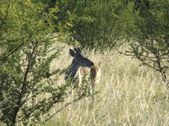 Odocoileus virginianus carminis