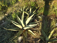 Agave asperrima