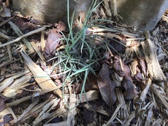 Tillandsia recurvata image