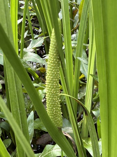 Foto de Iris