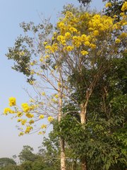 Handroanthus serratifolius
