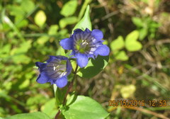 Gentiana affinis