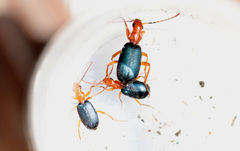 Brachinus crepitans