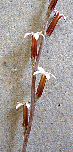 Adromischus inamoenus
