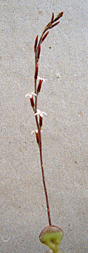 Adromischus inamoenus