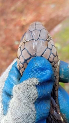 Northern King Cobra