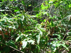 Costus comosus