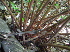 Costus comosus