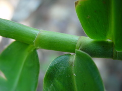 Costus comosus