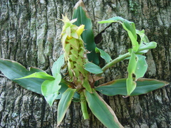 Costus comosus