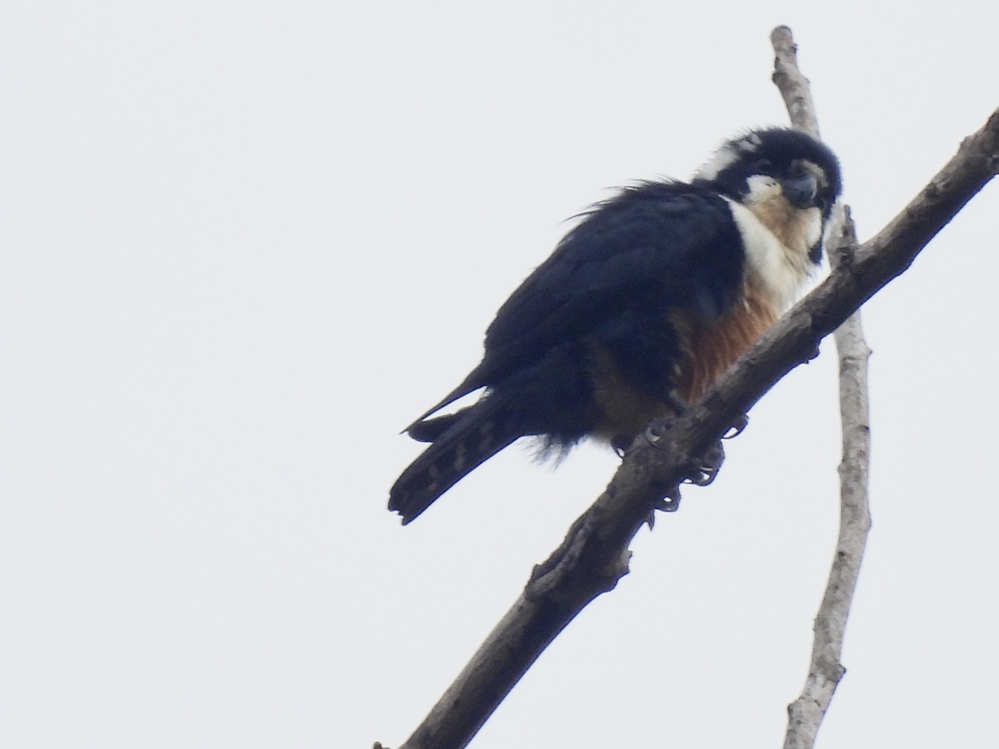 Black-thighed Falconet (Microhierax fringillarius), photo 5