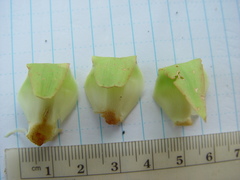 Costus comosus