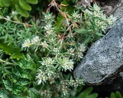 Paronychia argyrocoma